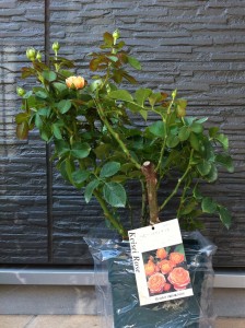 ベビーロマンティカ1