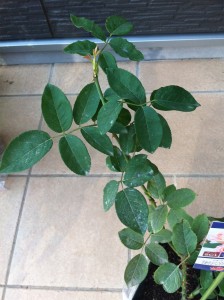 ペッシュ・ボンボン6