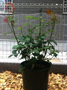 アンブリッジ・ローズ