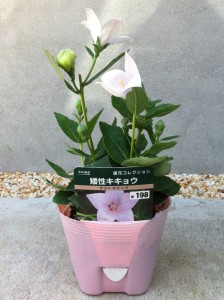 アストラピンク