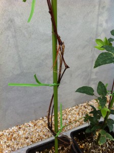 枝の表面が裂けてしまった