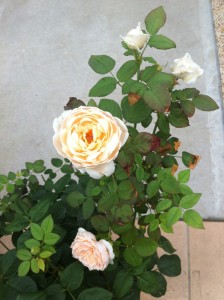 アンブリッジ・ローズ