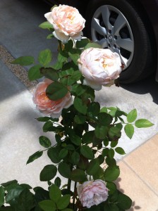 2番花、開花2日目