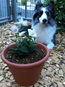 迷惑そうな桔梗と