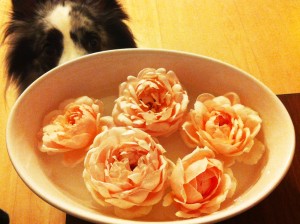 アンブリッジ・ローズ