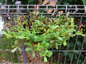 ポーチュラカ2号