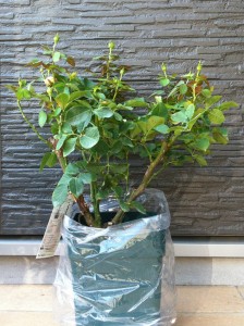 ベビーロマンティカ2