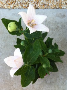 とっても可愛い