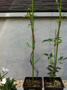 フロリダ　カシス