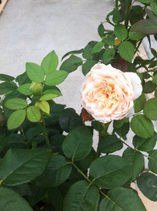 下の方の花と、蕾