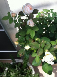 明日も咲きそう