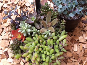 寄せ植え、上からショット