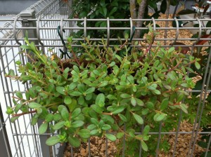 ポーチュラカ1号