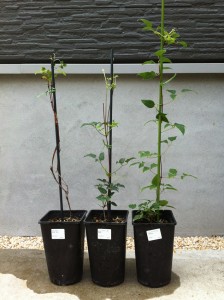 カシス、雪小町、ミケリティ