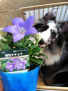 アストラブルー