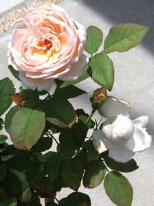 ボーリング現象？（右下）