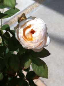 手で開いてみた