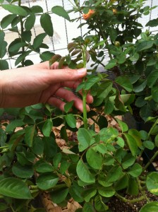 シュートピンチしました