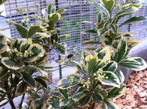 斑入りマサキに・・・