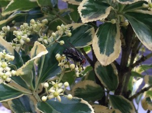 やっぱり、ハエ