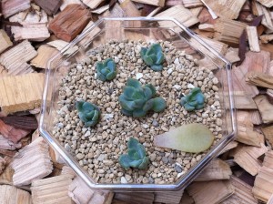 グリムワンベイビーズ