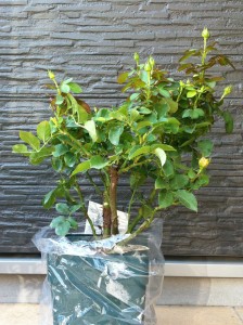 ベビーロマンティカ3