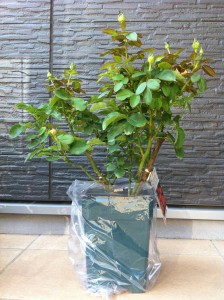 ベビーロマンティカ4