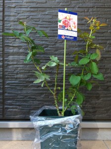 ペッシュ・ボンボン1