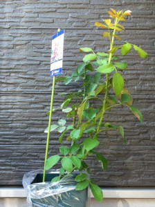 ペッシュ・ボンボン2