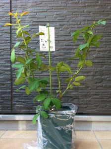 ペッシュ・ボンボン3