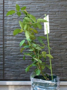 ペッシュ・ボンボン4