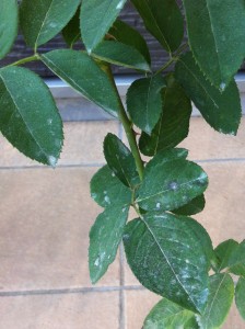 ペッシュ・ボンボン5