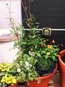 ハロウィンピックがよく似合う