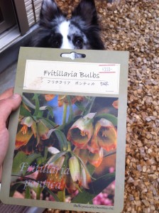 色が気に入りました！