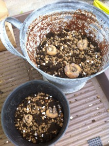 フリチラリア　ポンティカ