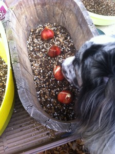 チューリップ　アンジェリケ