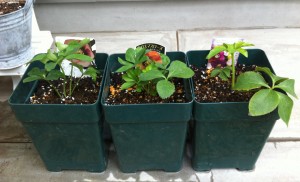 クリスマスローズ