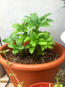 まりんさん実家からの苗