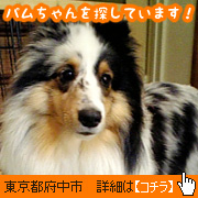 パムちゃん捜索中