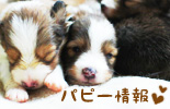シェルティーの子犬情報 シェルティーの子犬情報