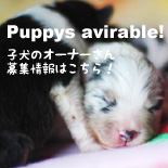 シェルティー可愛い子犬情報